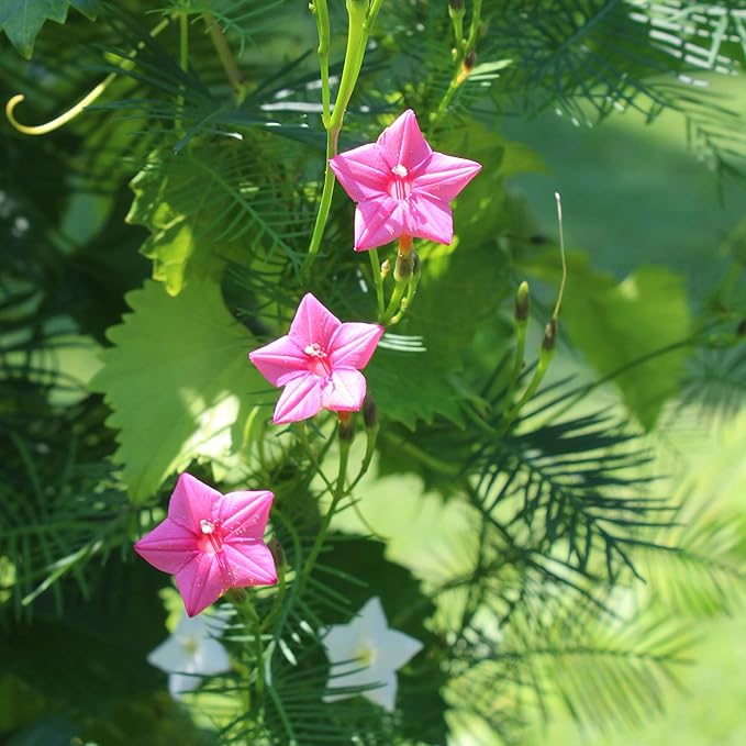 Outsidepride Rose Cypress Vine Seeds - 100 Pcs Annual Flower Seeds with Nectar-Rich, Star-Shaped Flowers & Feathery, Fern-Like Leaves for Fences, Trellises, Pergolas & Vertical Gardens