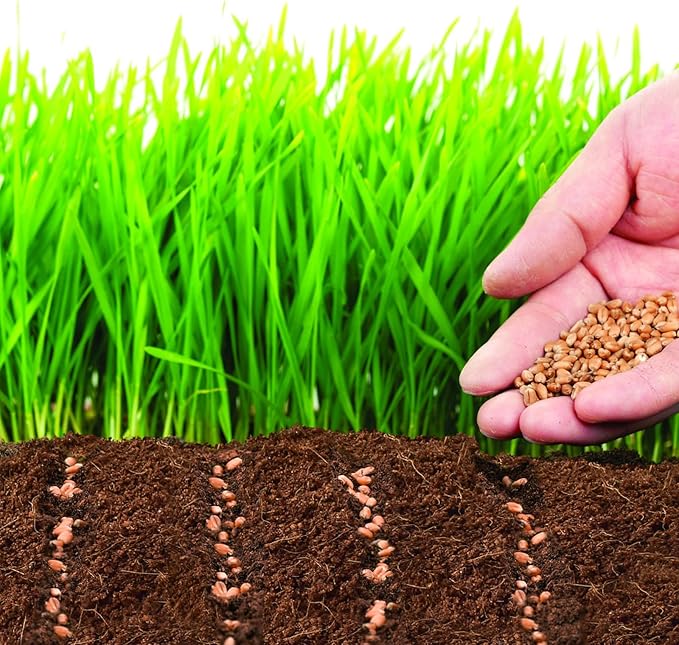 ZeeDix 50pcs 40mm Coco Coir Pellets Potting Soil, Organic Coconut Fiber Seed Starter Soil Pellets, Coconut Coir Soil Discs for Indoor Outdoor Plants, Herbs Houseplants Flowers Succulents Vegetables
