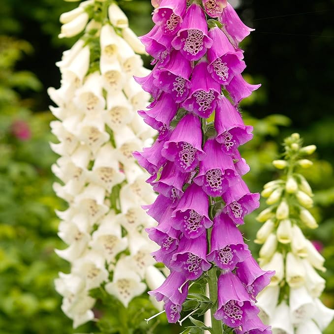 Outsidepride Digitalis Purpurea Gloxiniaeflora Mix Foxglove Seeds – 5000 Pcs Biennial, Prolific, Tall Growing Flower Seeds with Pollinator-Friendly Blooms for Shaded Gardens & Outdoor Landscapes
