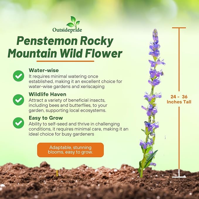 Outsidepride Penstemon Seeds - 5000 Pcs Perennial, Drought-Tolerant & Pollinator Friendly, Strictus Rocky Mountain Wildflower Seeds for Planting with Vibrant Blue-Violet Blooms, Ideal for Xeriscaping