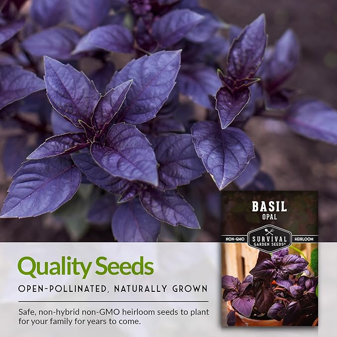 Opal Basil Seed for Planting - Packet with Instructions to Plant and Grow Delicious & Unique Purple Basil Herb Plants in Your Home Vegetable Garden - Non-GMO Heirloom Variety - Survival Garden Seeds