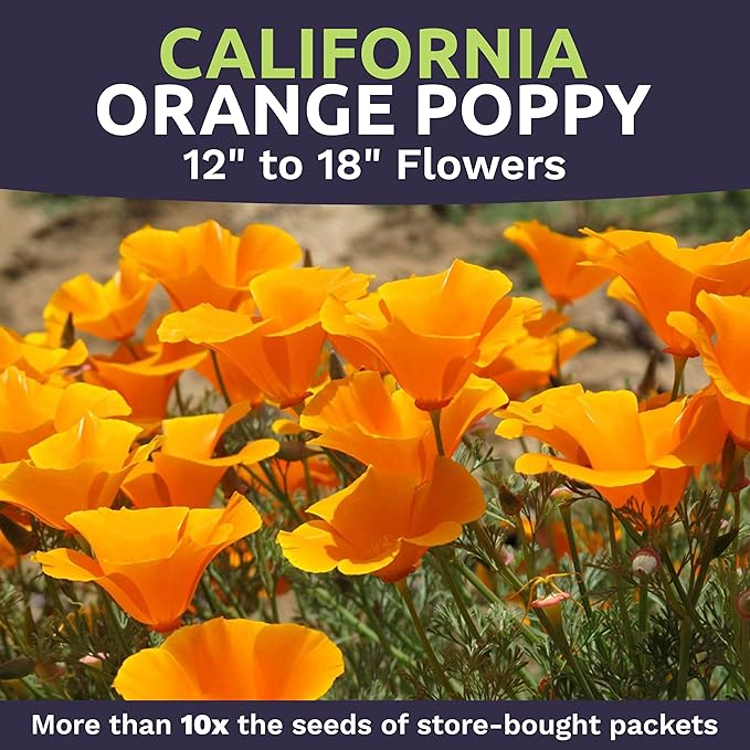 Bulk California Orange Poppy Wildflower Seeds - 1 Pound Bag - Over 320,000 Native Seeds - California State Flower!