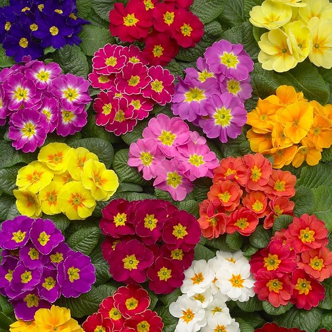 Outsidepride Danova Grower Mix Common Primrose Seeds - 50 Pcs Annual, Hardy, Easy to Grow & Low Maintenance Flower Seeds for Planting Vibrant Soft Blooms, for Containers, Borders & Erosion Control