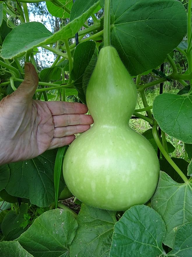 NIKA SEEDS - Seeds Vegetable Calabash Bottle Gourd Green (Lagenaria) - 10 Seeds
