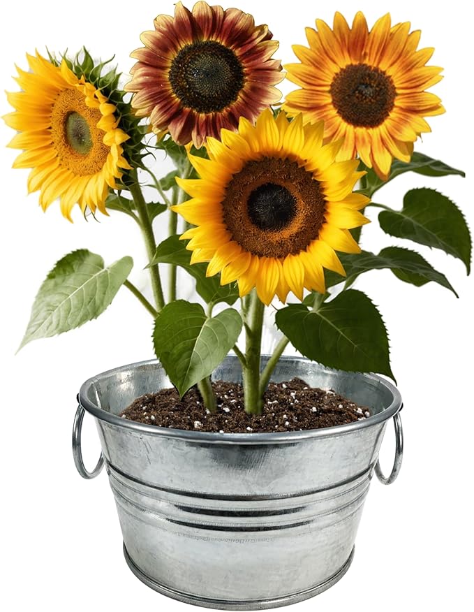 Unique Gardener Grow Your Own Mini Sunflowers Plant Seeds 3-Pack, DIY Indoor Succulents and Live Plants for Home or Garden Planting, Pail of Sunshine