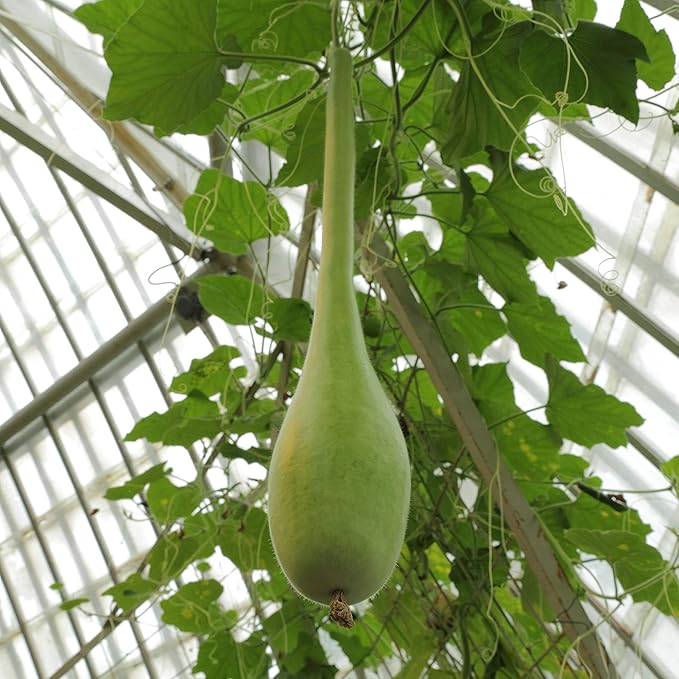 CEMEHA SEEDS - Seeds Calabash Bottle Gourd Long Lagenaria Giant Non GMO Vegetable for Planting