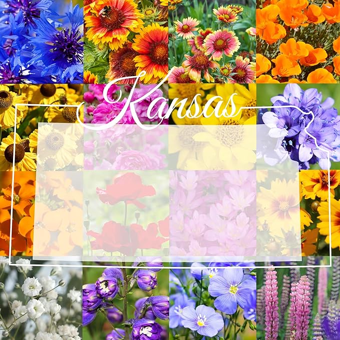 Western Kansas Wildflower Seed Mix, 1 lb Covers 3,200 sq ft, Multi-Color Blooms, Spring and Fall Planting (1/2 Pound)