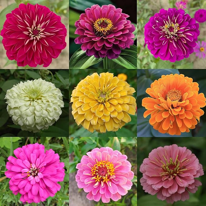 Mixrug Mixed Zinnia Seeds for Planting, 1000pcs Rare Colorful Perennial Zinnia Flowers Seeds Plants, Non-GMO Heirloom Open Pollinated Beauty Home Garden Flowers for Outdoors