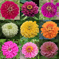 Mixrug Zinnia Seeds for Planting, 300pcs Double Petaled Zinnia Seeds Non-GMO Heirloom Rare Colorful Flower Plants, Open Pollinated Beauty Home Garden Flowers for Outdoors