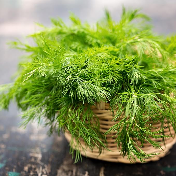 Banyan Botanicals Organic Fennel Seeds – Foeniculum Vulgaris – Grow in Your Home Garden for Fennel Bulb and Seeds – 50 Count – Open Pollinated Non-GMO Easy to Grow