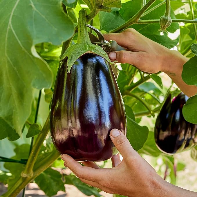 Burpee Heirloom Black Beauty Eggplant Seeds - Classic Large Globe Fruit