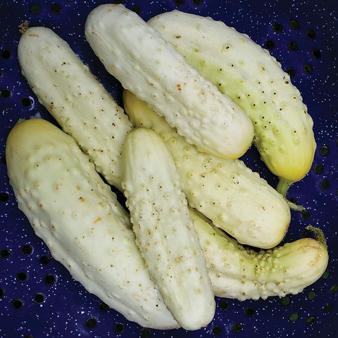 CEMEHA SEEDS - Seeds White Angel Cucumber Open-Pollinated Pickling Non GMO Vegetable for Planting