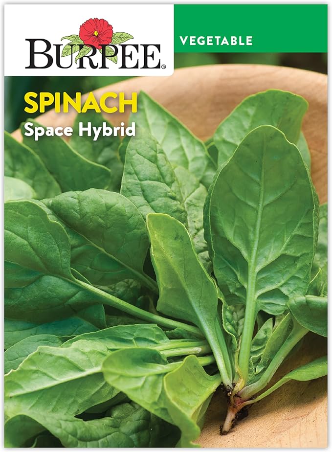Burpee Space Hybrid Spinach Seeds - High-Yield, Disease-Resistant Variety