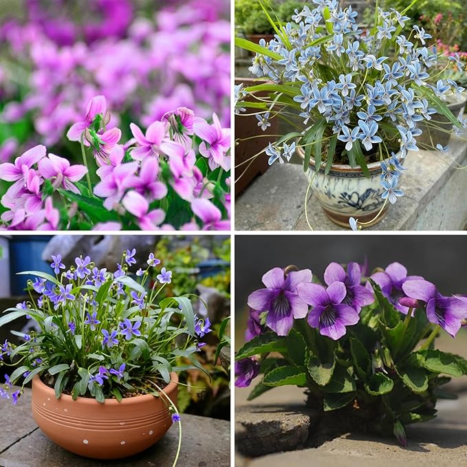 Mix Violet Flower Seeds, 1000pcs Perennial Sweet Viola Seeds Plants, Non-GMO Heirloom Rare Beauty Home Garden Blooming Flowers Plants for Outdoors Indoors