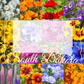 South Dakota Wildflower Seed Mix, 1 lb Covers 3,200 sq ft, Multi-Color Blooms, Spring and Fall Planting (1 Pound)