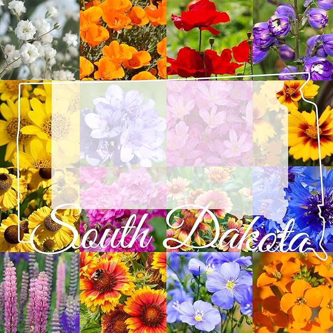 South Dakota Wildflower Seed Mix, 1 lb Covers 3,200 sq ft, Multi-Color Blooms, Spring and Fall Planting (1 Pound)
