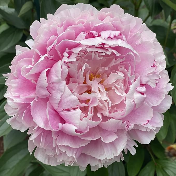 Peony Flower Seeds for Planting - 1000 Heirloom Flower Seeds for Planting Beautiful Pink Ruffled Blooms to Attract Butterflies