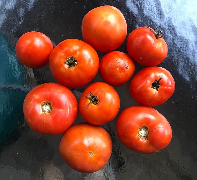 Homestead Tomato Seeds (Solanum lycopersicum) 150 Seeds (0.5 Grams)
