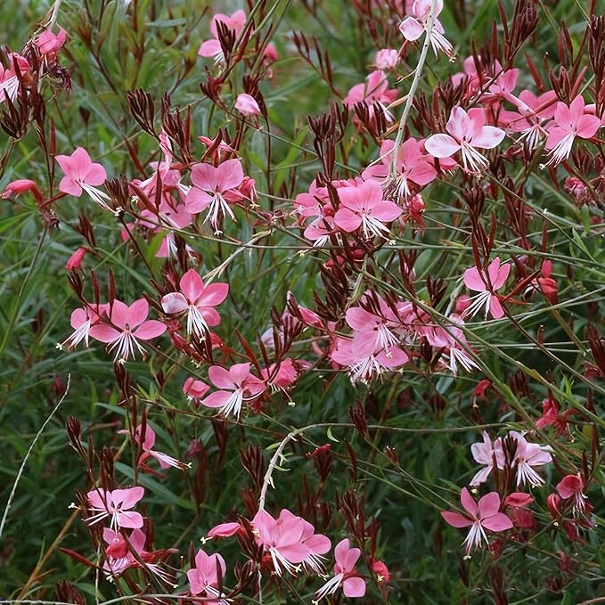300+ Gaura Flower Seeds for Planting, Mixed Color Gaura Seed, Perennial Flower Plants, Non-GMO Heirloom Gaura Seeds for Outdoor Garden