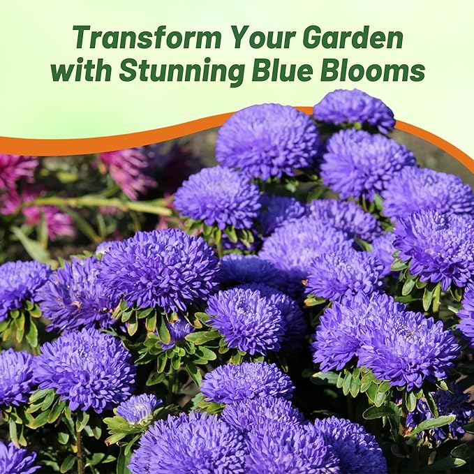 Outsidepride Paeony Aster Seeds - 2,000 Pcs Annual, Hardy & Pollinator Friendly Flower Seeds for Planting Vibrant Double Incurved Dark Blue Petals, Ideal for Meadows & Aesthetic Gardens
