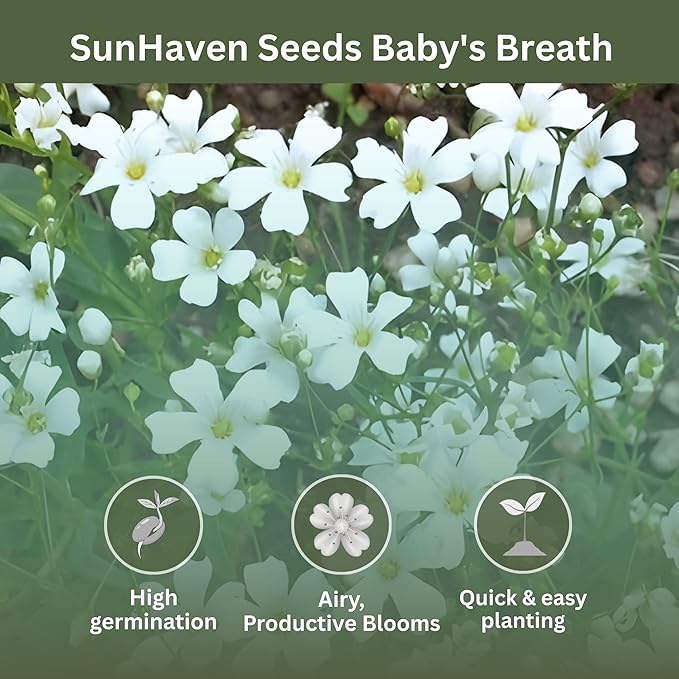 Baby’s Breath Seeds – 20,000+ Seeds – 1 oz Bulk Resealable Packet – Quick Blooming Gypsophila elegans Flower Seeds with White Blooms for Bouquets, Borders & Wildflower Gardens