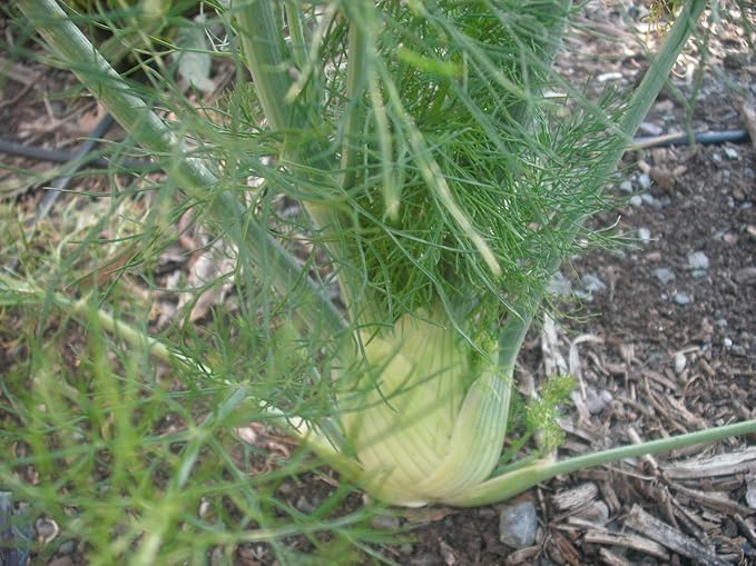 2 Packages of Zefa Fino Florence Fennel Seeds - 100 Seeds Per Package