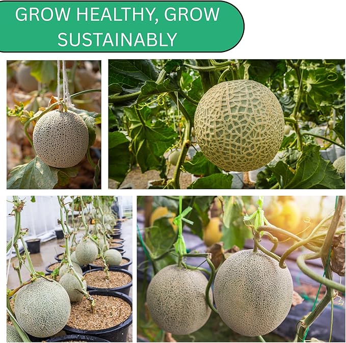 Woods Creek Seeds: Hearts of Gold Cantaloupe Melon Seeds for Planting - Over 90 Heirloom Non-GMO Cantaloupe Seeds for Planting - Beginner Friendly Fruit Seeds for Home Gardening