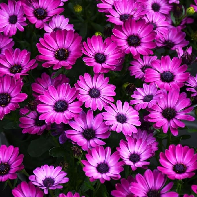 100+ Purple Daisy Flower Seeds - Tender Perennial Flower for Planting Garden Home Outdoor