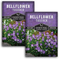 Survival Garden Seeds Tussock Bellflower Seed for Planting - 2 Packets with Instructions to Plant and Grow Campanula carpatica in Your Home Flower Garden - Non-GMO Heirloom