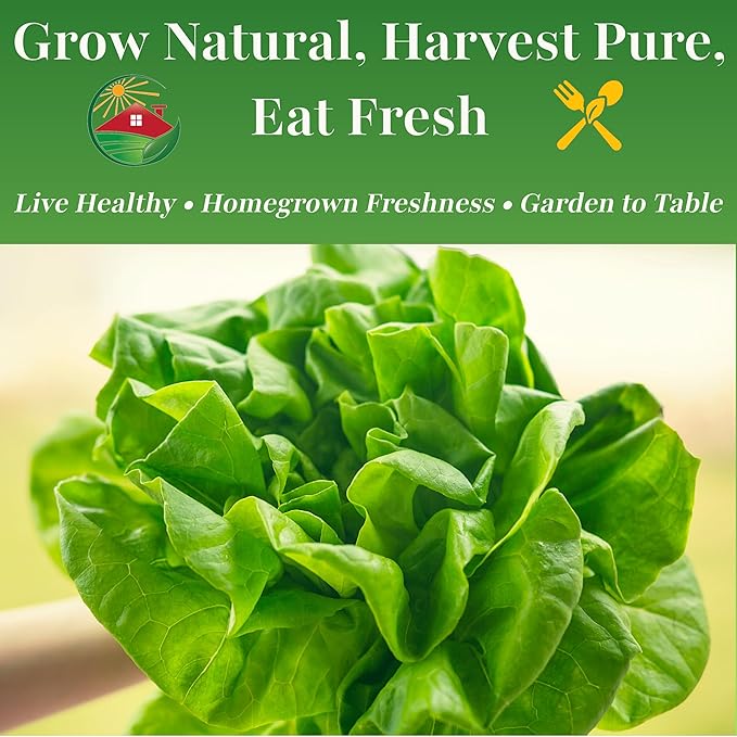 TKE Farms & Gardens - Buttercrunch Lettuce Seeds for Planting, 2500+ Seeds, Heirloom, Non-GMO, 3 Grams, Indoor & Outdoor Gardens, Butterhead Lettuce (Lactuca Sativa), Growing Instructions Included