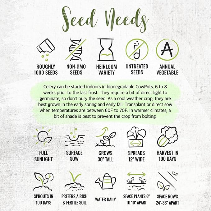 Seed Needs Celery Seeds for Planting Utah 52-70 Celery - Non-GMO, Heirloom & Untreated - Grow a Home Grown Outdoor Vegetable Garden for Fresh Produce (5 Packs (5,000 Seeds))