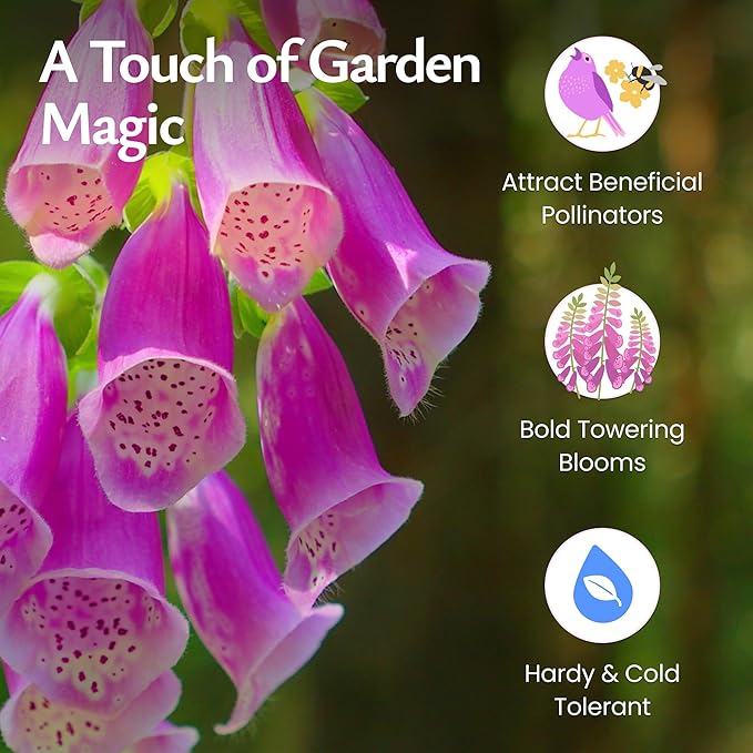 Created by Nature Foxglove Seeds, 62,700 Perennial Seeds, Purple, Pink, and White Flowers