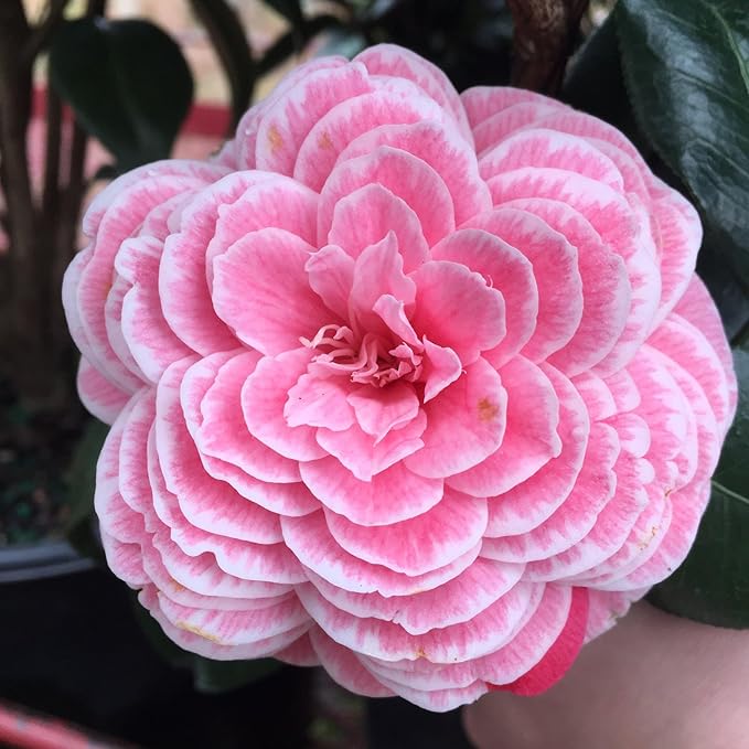 20+ Mixed Camellia Seeds for Planting-Camellia Shrub Impatiens Balsamina Flower Seeds Plants in Potted Balcony Low-Maintenance