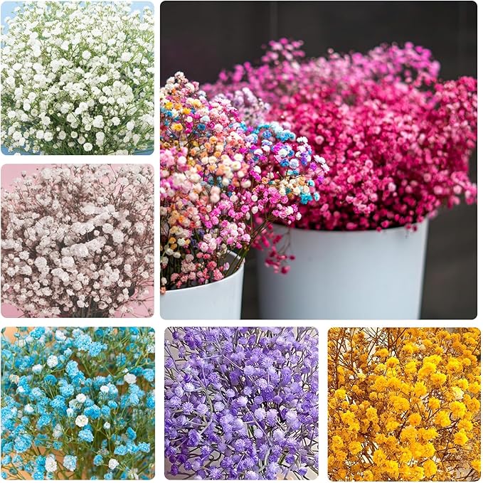 1100+ Mix Color Baby's Breath Flower Seeds for Planting-Non-GMO Heirloom Plant Seeds Garden Outdoor