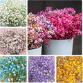 1100+ Mix Color Baby's Breath Flower Seeds for Planting-Non-GMO Heirloom Plant Seeds Garden Outdoor