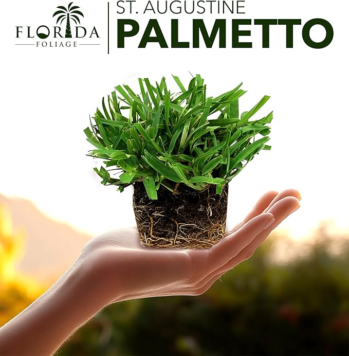 St. Augustine Palmetto | 9 Live Extra Large Grass Plugs | Drought, Salt & Shade Tolerant Turf Sod