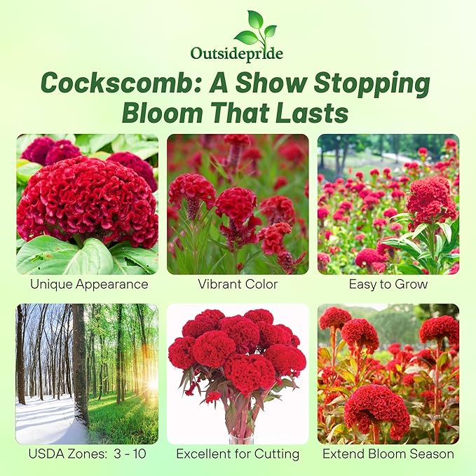 Outsidepride Carmine Cockscomb Seeds - 500 Pcs Annual Dwarf Celosia Flower Seeds for Planting, Easy to Grow, Heat & Drought-Tolerant Exotic Flowers with Wavy Crests for Colorful Gardens