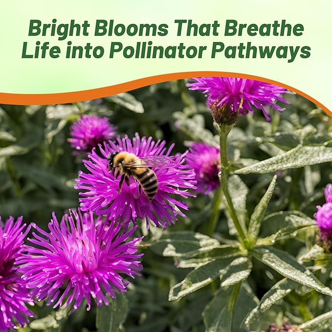 Outsidepride Purple Gomphrena Seeds - 2000 Pcs Annual, Heat & Drought Tolerant, Pollinator Friendly Globe Amaranth Seeds for Planting w/Vibrant Round Blooms for Beds, Borders, and Arrangements