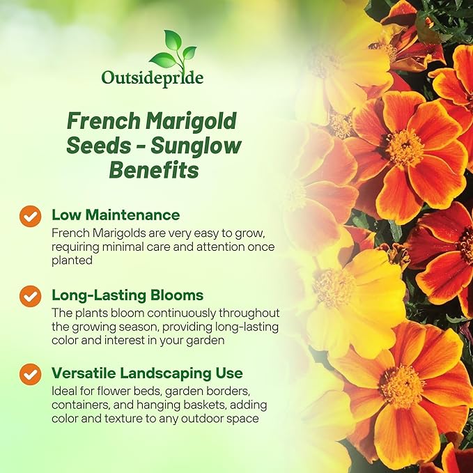 Outsidepride Sunglow French Marigold Seeds - 100 Pcs Annual, Compact, Heat & Drought Tolerant Flower Seeds for Planting w/Double Crested, Bi-Colored Blooms, Ideal for Vibrant Pollinator Gardens