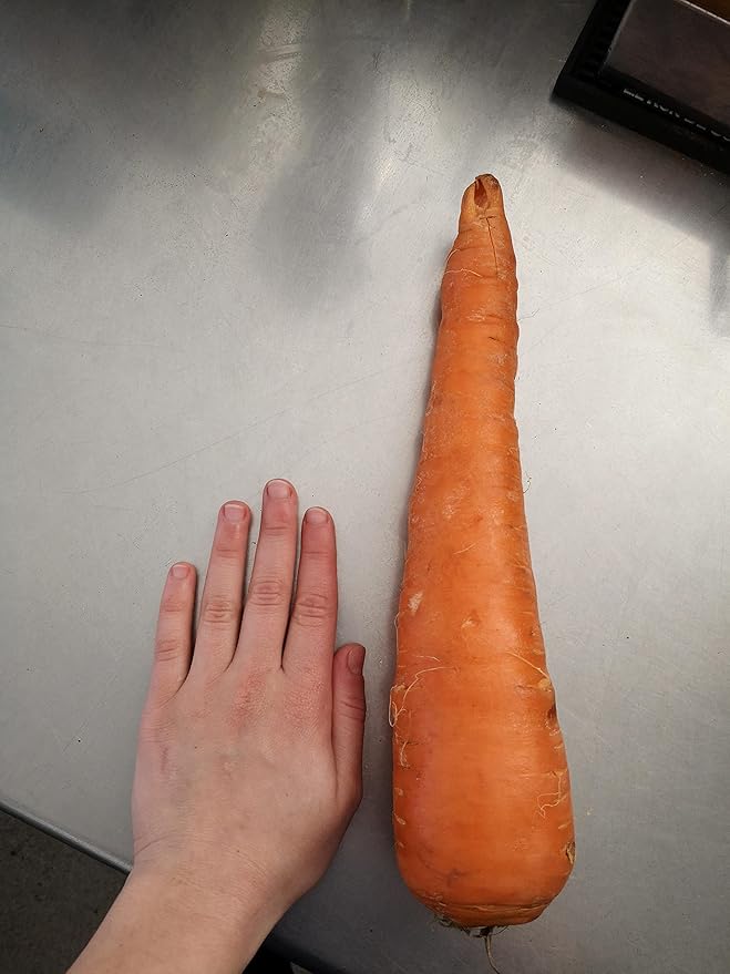 KIRA SEEDS - Seeds Carrot Red Giant - Heirloom Vegetable - GMO Free