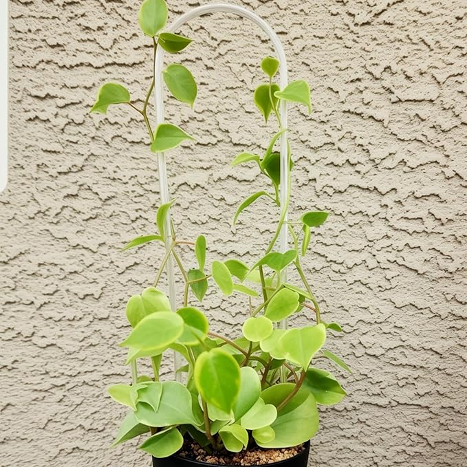 2 Pack Thickened U-Shaped Clear Acrylic Plants Trellis for Indoor/Outdoor Small Plant Support Perfect for Climbing Plants Vine Ivy Hoya and Potted Plants