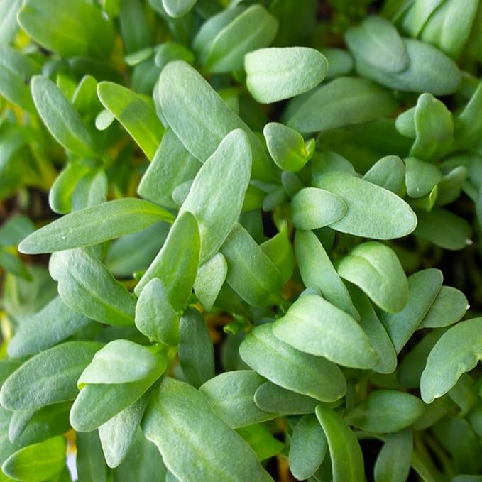 Swiss Chard Garden Seeds - Yellow - 3 g Packet ~100 Seeds - Non-GMO Vegetable Gardening & Microgreens Seeds