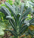 Kale Lacinato (AKA Dinosaur or Tuscan) Great Heirloom Vegetable 1 Lb Seeds