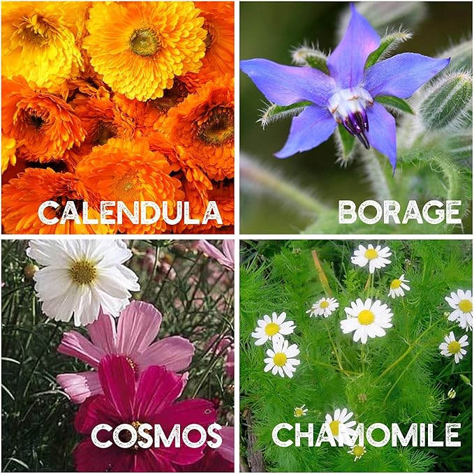 35 Varieties of Flower Seeds for Planting, ~20,000 Seeds - Includes Annuals, Perennials, & Wildflowers - Our Largest Assortment of Bulk Flower Seeds - Premium Flower Garden Seed Collection