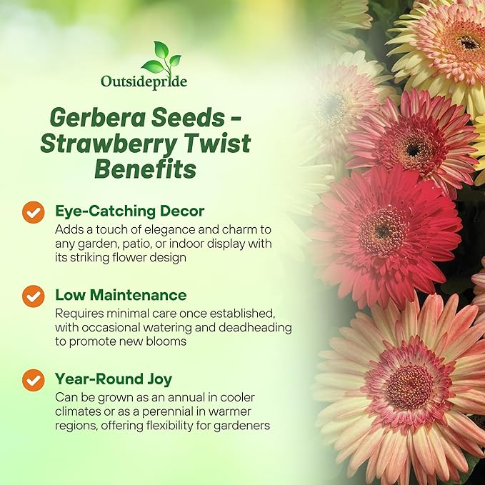 Outsidepride Strawberry Twist Mix Gerbera Seeds - 20 Pcs Perennial, Compact & Low Maintenance, Flower Seeds for Planting w/Semi-Double Blooms, Ideal for Garden Landscaping & Cut Flower Arrangements