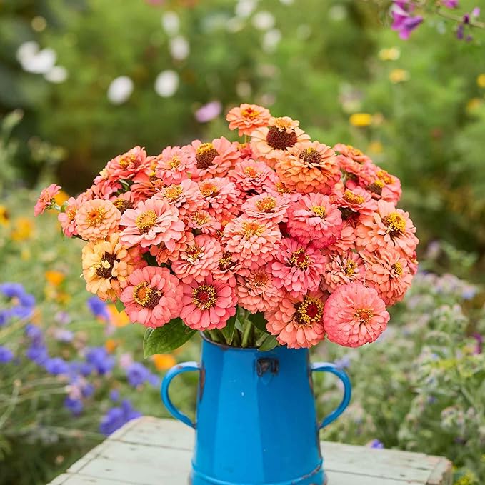 Zinnia Seeds - Benary Giant Coral - Packet - Pink Flower Seeds, Open Pollinated Seed Attracts Bees, Attracts Butterflies, Attracts Hummingbirds, Attracts Pollinators, Easy to Maintain & Grow, Fast