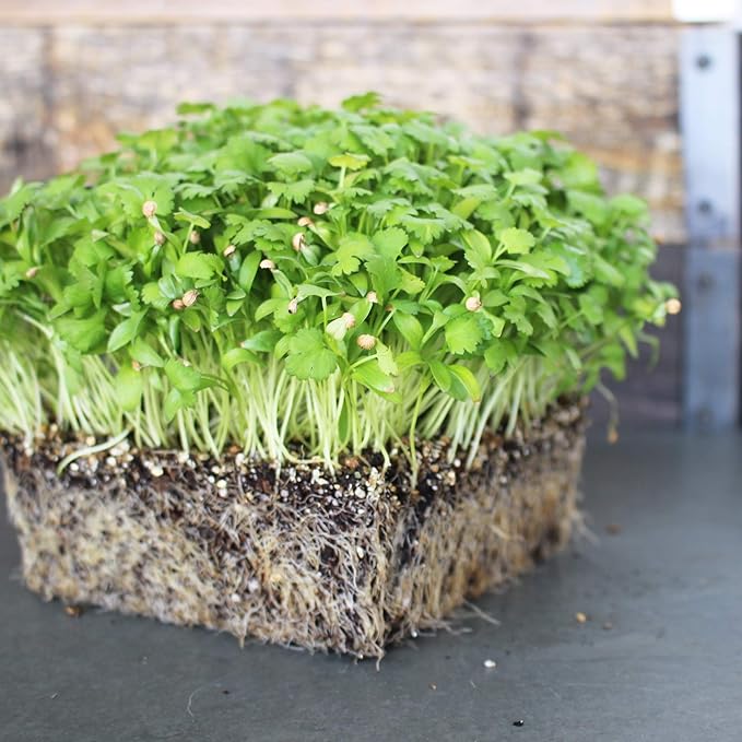 Leisure Splits Cilantro Seeds - 4 Oz - Non-GMO Herb & Microgreens Gardening Seeds - Culinary Herb - Corriander - Coriandrum sativum