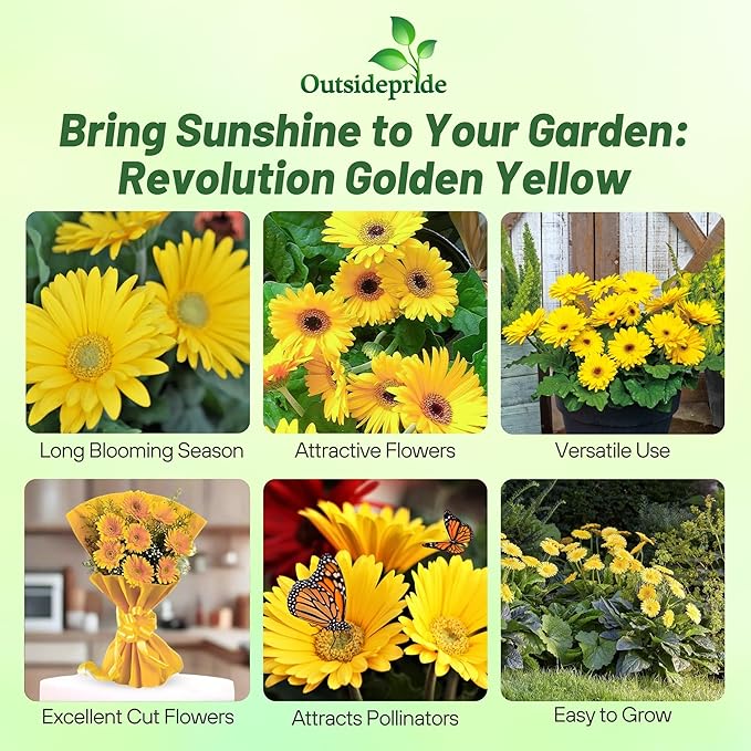 Outsidepride Golden Yellow Gerbera Seeds - 10 Pcs Perennial, Compact & Low Maintenance, Flower Seeds for Planting w/Dazzling Yellow Blooms, Ideal for Garden Landscaping & Cut Flower Arrangements