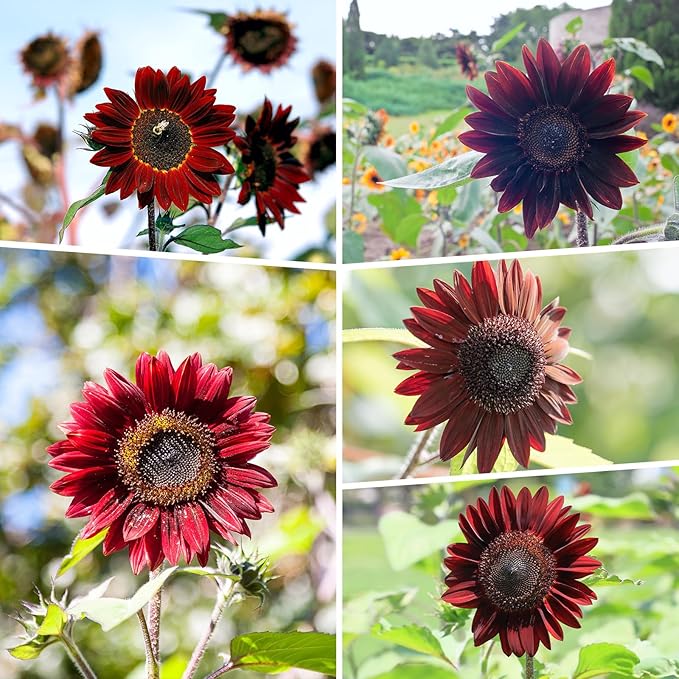Groundio Chocolate Cherry Sunflower Seeds for Planting, 86+ Helianthus Annuus Seeds, 6-8ft Giant Non-GMO Burgundy Black Flower for Your Garden