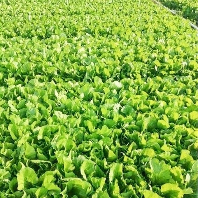 500 Pcs Florida Broadleaf Mustard Seeds,Green Mustard Seeds Heirloom Non-GMO Chinese Asian Vegetable Seeds Fresh Garden Seeds